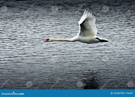 Flying swan stock image. Image of petrzalka, flight - 167387787