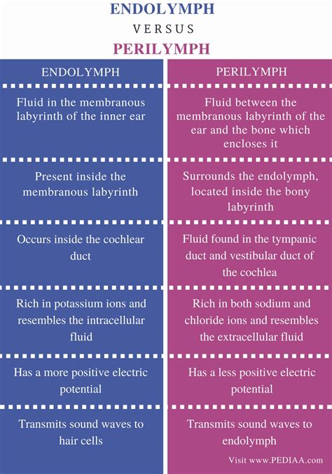 Difference Between Endolymph and Perilymph – Pediaa.Com