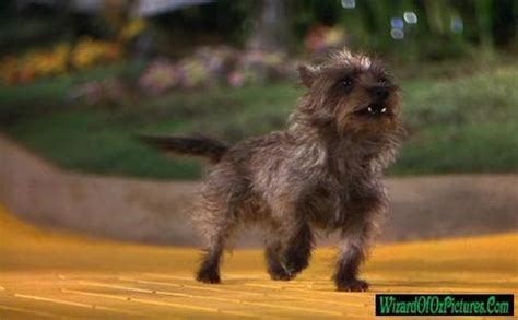 What breed of dog is Toto? - The Toto (The Wizard of Oz) Trivia Quiz ...