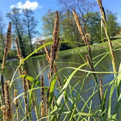 12 Safe Pond Plants for Ducks (Plants Ducks Love) - Pond Informer