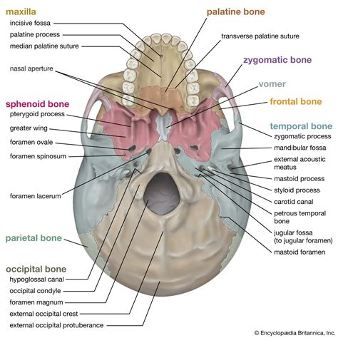 Skull | Definition, Anatomy, & Function | Britannica