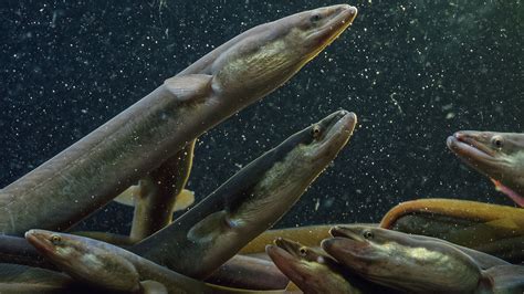 Scientists finally reveal mysterious migration of American eels ...