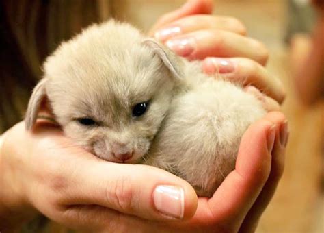 Fennec foxes are cute, but not as cute as baby fennec foxes | Zooborns ...