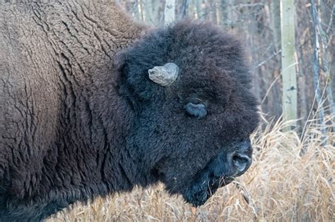 Bison in Elk Island Park Canada: Nature and Wildlife Photography Forum ...