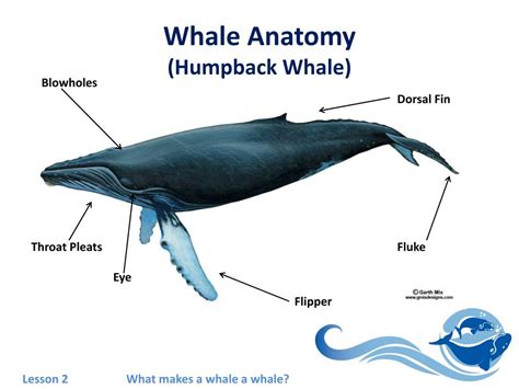 Whale Anatomy