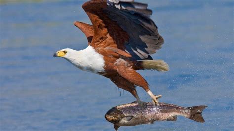 Eagle catching Fish for his babies! - YouTube