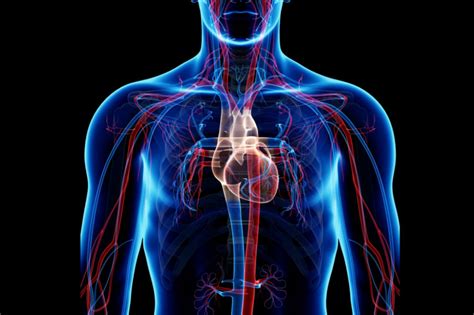 Circulatory System: Pulmonary and Systemic Circuits