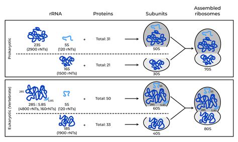 Figure From High-resolution Structure Of The Eukaryotic 80S, 58% OFF