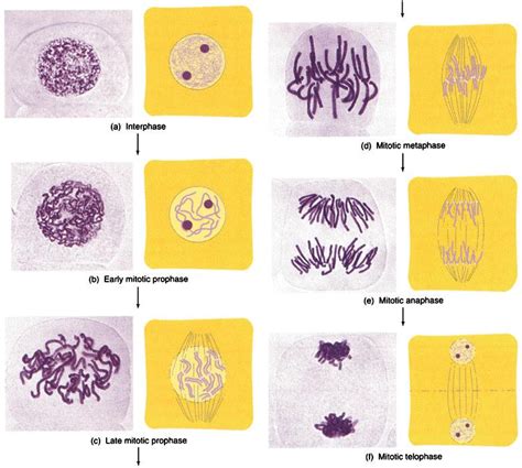 In what stage of the cell cycle do most cells spend their time? | Socratic