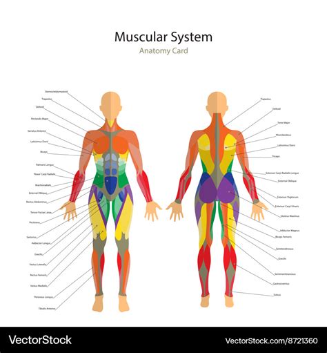 Female Human Muscles Diagram Muscles Female Poster | Images and Photos ...