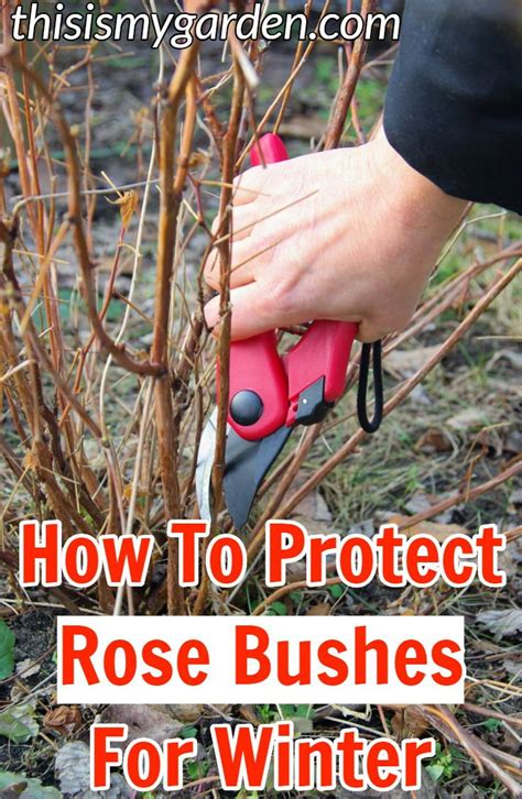 How To Care For Rose Bushes In Winter