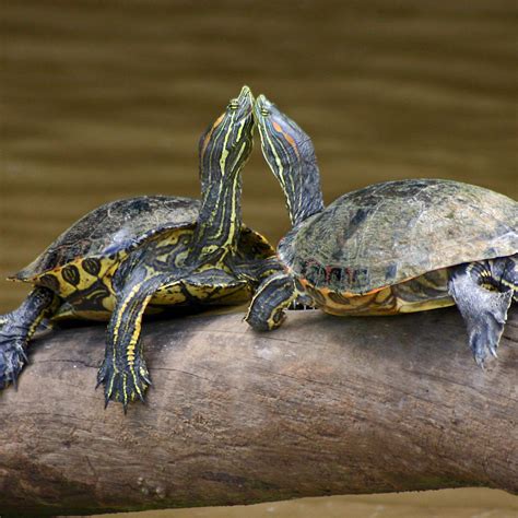 Types Of Freshwater Turtles Types Of Domestic Turtles | eduaspirant.com