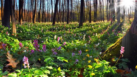 Wallpaper : forest, flowers, nature, backyard, leaf, flower, yard ...