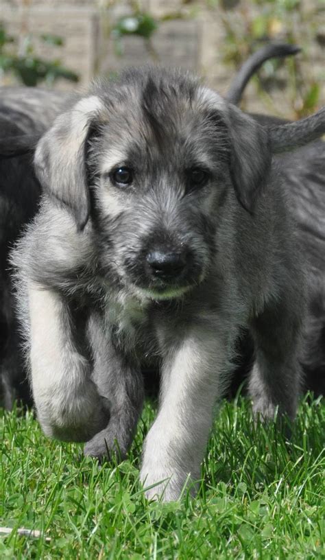 Irish Wolfhound Puppies From Heart Tested Parents Only — Bonaforte ...