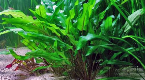 Low Light Aquatic Plants | Freshwater plants, Planted aquarium, Aquatic ...