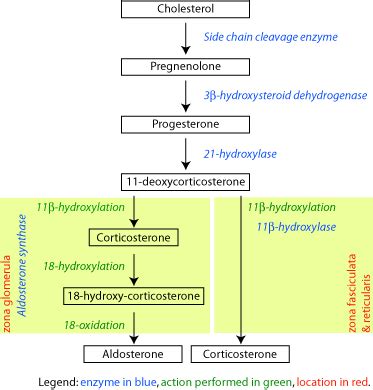 Aldosterone - wikidoc