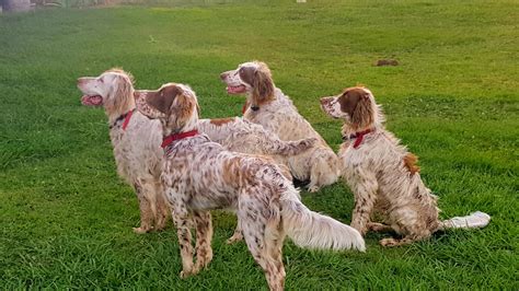 English Setter Puppies For Sale In Iowa / If you are unable to find ...