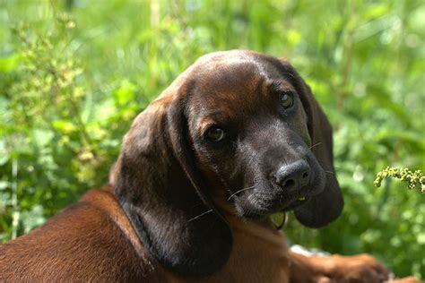 Bavarian Mountain Scent Hound (Bavarian Mountain Scent Hound) Puppies ...