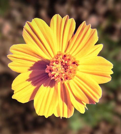 Desert Sunflower (geraea canescens): This may be the desert sunflower ...