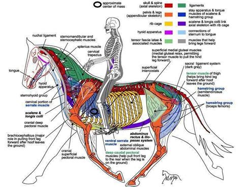 Horse Anatomy | Horse anatomy, Horse care, Anatomy