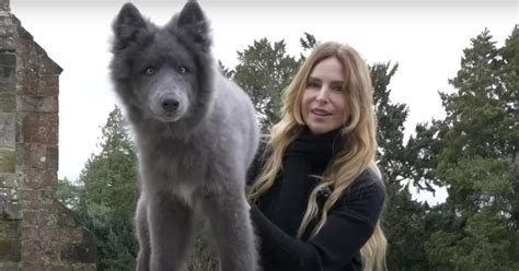 Blue Wolfdogs: All About This Unique Dog Breed