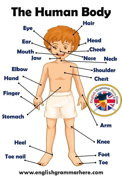 the human body with all its parts labeled in english and german words ...