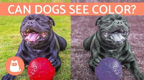 How dogs' vision works and what colours they see | Cyprus Mail