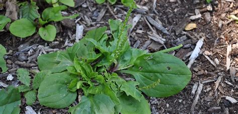 Broadleaf Weed Identification Guide