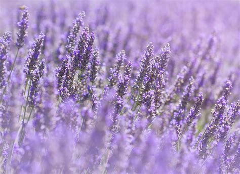 Meaning of the Color Lavender: Symbolism, Common Uses, & More