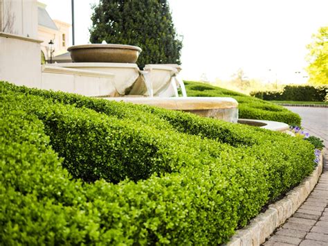 Boxwood Hedge - How to grow, where to plant and Inspiration!