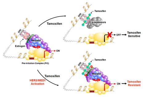 New finding gives clues for overcoming tamoxifen-resistant breast cancer