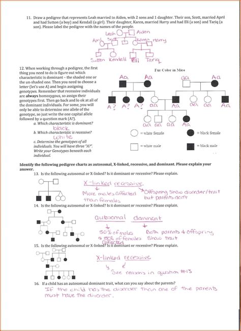 Pedigree Chart Worksheet