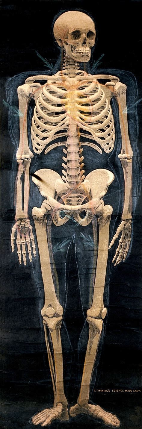 Human skeleton: anterior view. Chromolithograph (?). | Wellcome Collection