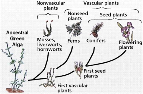 Plants taxonomy Diagram | Quizlet