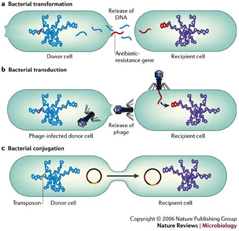 Horizontal gene transfer | UVM Genetics & Genomics Wiki | FANDOM ...