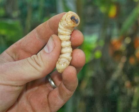 Can you eat wood beetle larva? | The Survival Gardener