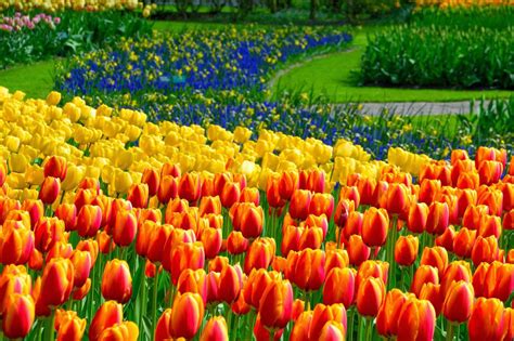 Scopri il parco dei tulipani in Olanda: Keukenhof