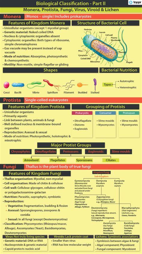 Kingdom Protista: Characteristics, Grouping, Life-cycle, Videos & Example