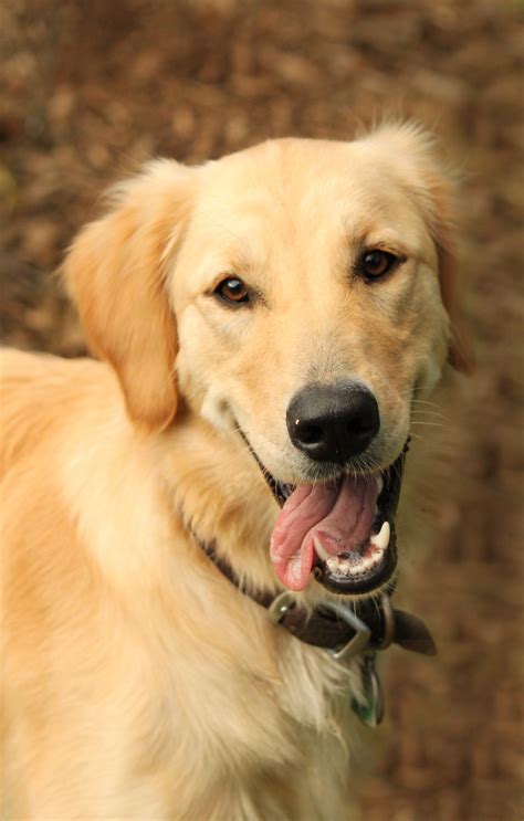 Free photo: Labrador retriever dog - Angle, Labrador, Studio - Free ...