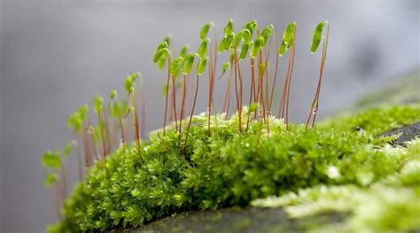 Phylum Bryophyta