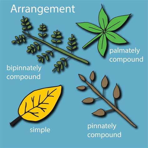 Pinnate Leaf: Definition, Structure, And Examples - [Updated November ...