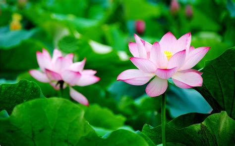 Lotus Flower Wallpapers - Wallpaper Cave