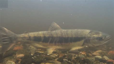 Chum Salmon - Bowen Island Conservancy