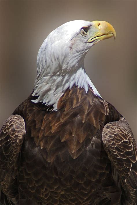 bald eagle | Bald eagle, Michigan nature, Muskegon michigan