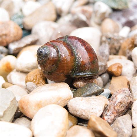 Best Selling Algae Eating Pond Snails | The Pond Guy