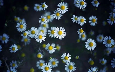 Daisy Wallpapers - Top Những Hình Ảnh Đẹp