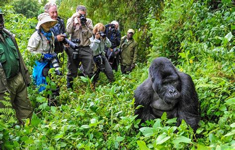 Preparing for Gorilla Trekking in Bwindi Impenetrable National Park