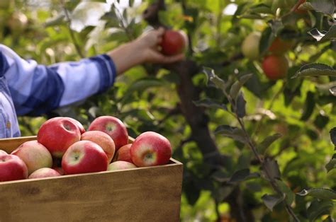 Celebrate Fall with Pumpkin and Apple Picking Near Baltimore