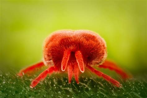 Red velvet mite (Trombidiidae) | Nikon’s Small World