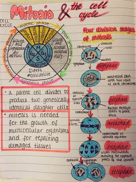 What Is The Function Of Cell Division In Unicellular Organisms - Cell ...